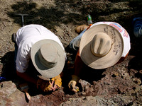 Digging for Phytosaurs